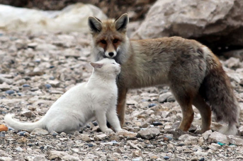 blua: A cat and fox became two unlikely best friends that share a territory and hunt toget