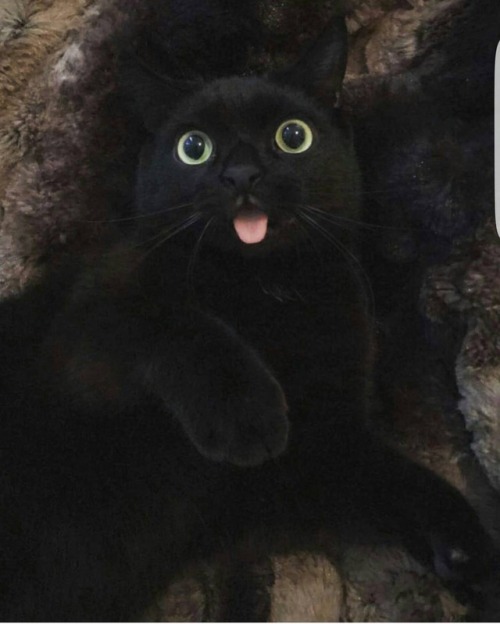 putyouinabettermood:Black cats aren’t bad luck. They’re beautiful buddies. via https://ift.tt/2HFIkHG putyouinabettermood.com yis