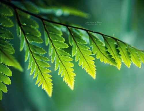 thedruidsteaparty:  Shades of Green by John-Peter 