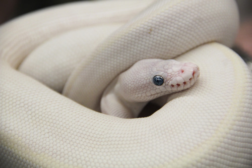 Blue-eyed leucistic ball python from the 2014 New England Reptile Expo in Manchester, NH. The beauty