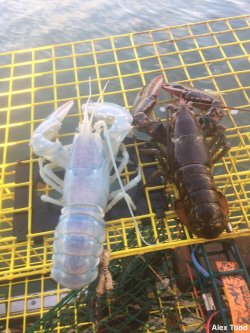 justnoodlefishthings:  archiemcphee:  The Department of Extraordinary Lobsters is putting on their Giant Lobster Claws to celebrate the discovery of this magical moon lobster, recently caught by fisherman off the coast of Maine. The pearlescent lobster,