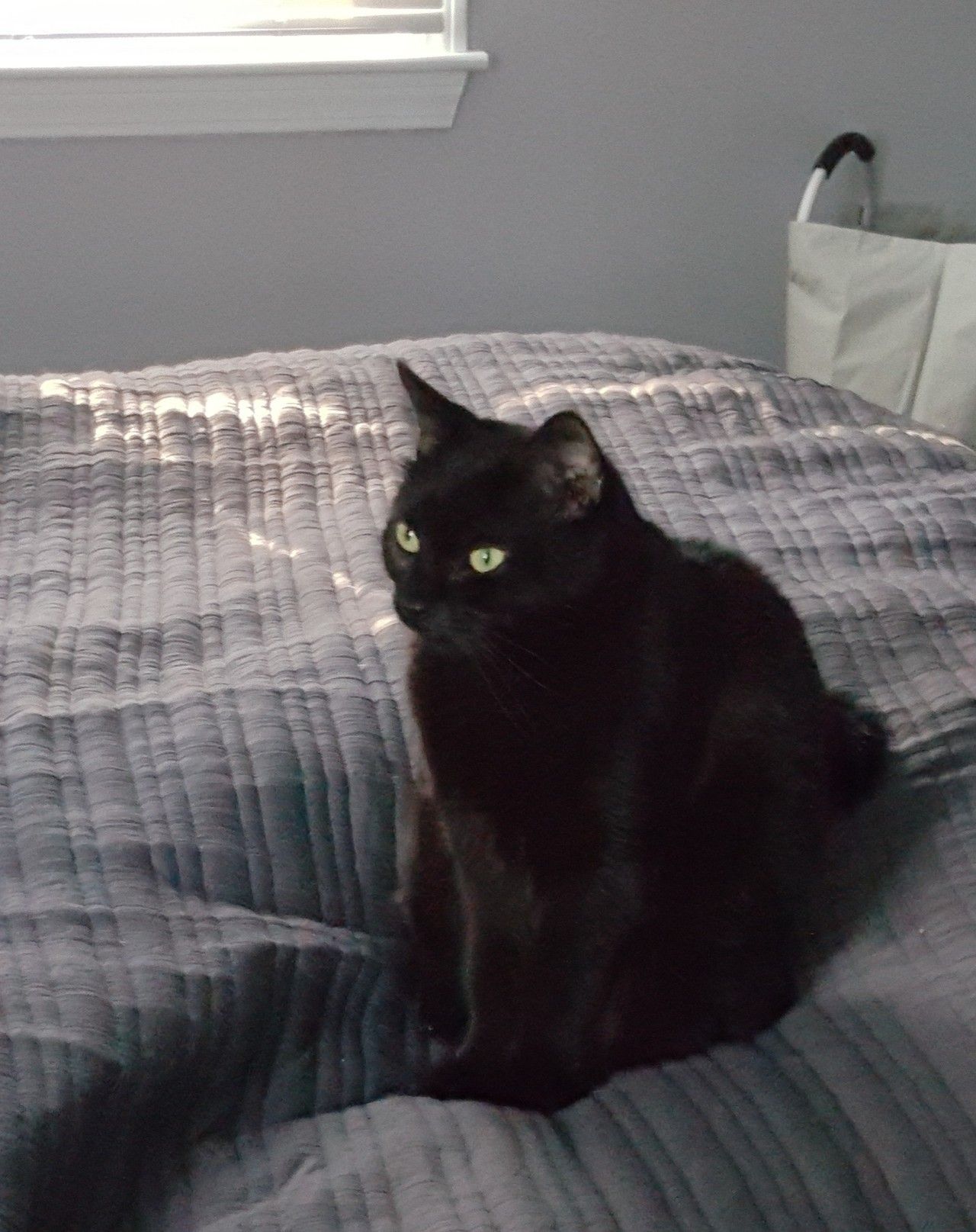 Black Cat Appreciation Post