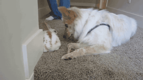 bonbonbunny:  princess-peachie:  gifsboom:  Loving dog kisses new baby bunny ** video