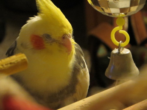 Perrin hanging out by his mirrorball bell. He loves bells and he loves disco. It is his perfect toy.