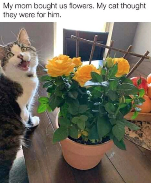 justcatposts:  They are for him!⁠