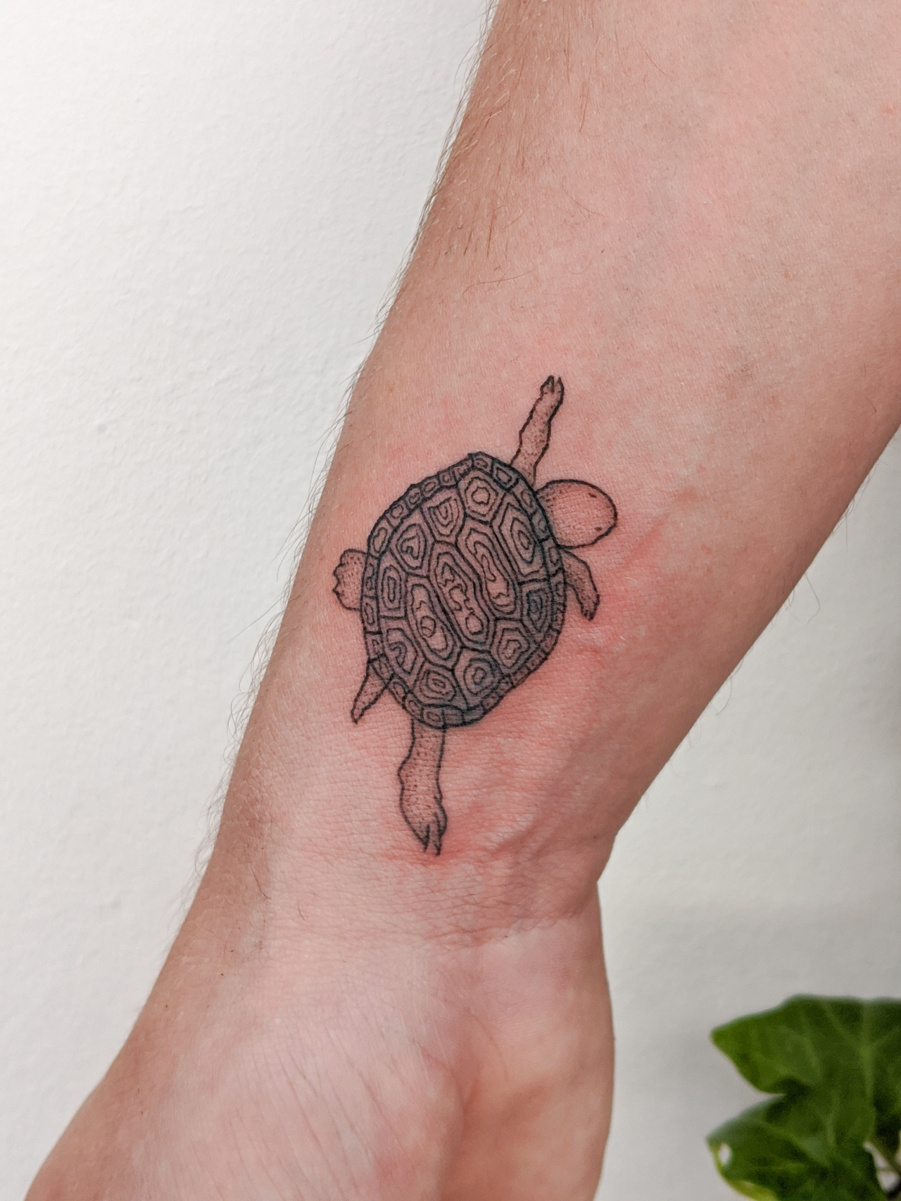 S E B R A Tortoise Tattoo 5 Cm Done In Madrid