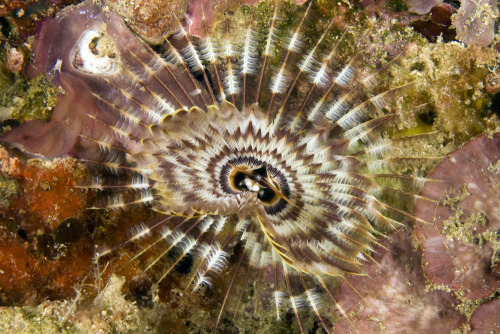 Sabellidae (Family)
Malmgren, 1867
The Sabellidae are a family of polychaete marine worms, also called the ”feather duster worms”. The worms all have long clusters of tentacle like appendages called “radioles”. The cilia on these structures are used...