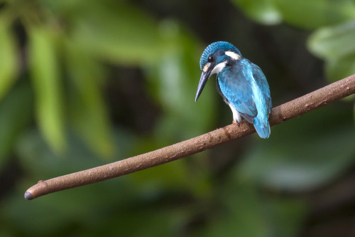 Small Blue Kingfisher (Alcedo coerulescens) por Arnaya Ketut Via Flickr: This species is sometimes c