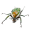 eudicellabug