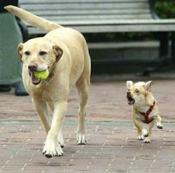 cuteanimalspics:  Give me back my ball (Source: