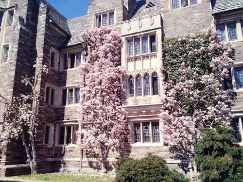 magnolia flowers at princeton uni