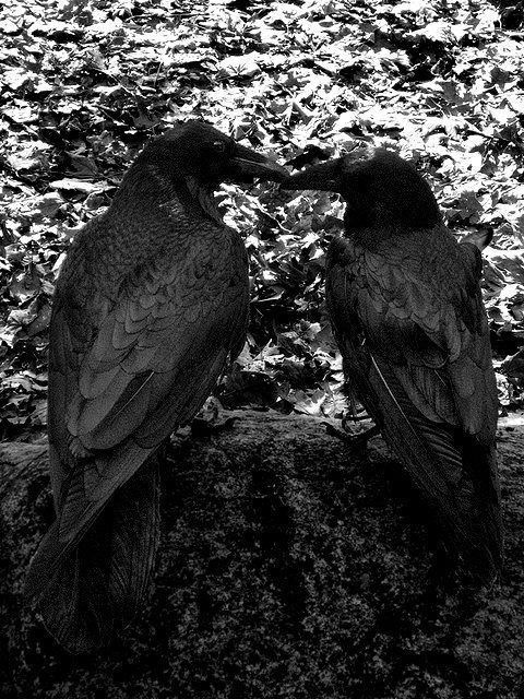 Bat Skulls.