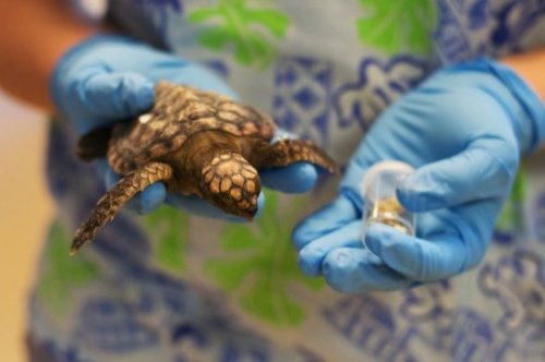  Micronizing ocean plastics threaten sea turtle populations, ocean life cycleIngestion of degrading 