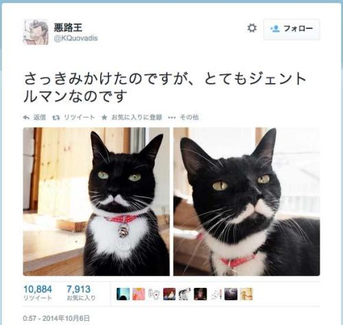 nyagao:  &ldquo;100RT：【胸キュン】口ひげ模様が可愛いな～ジェントルマンな猫に萌える t.co/PGPOrZf0db おしゃれ。ダンディ。 t.