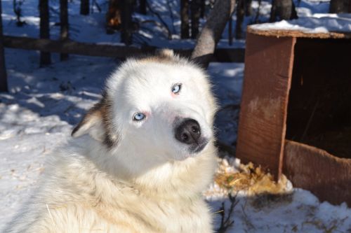 sled dogs