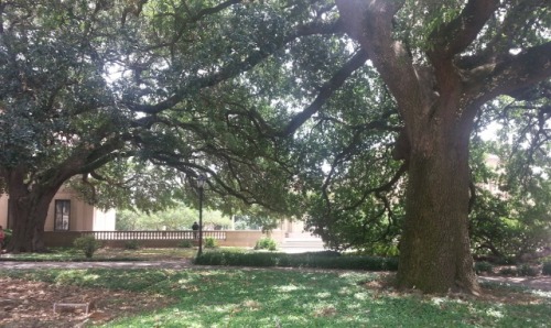 opalborn:LSU’s quad and environs, featuring a fountain I read on a lot because I am actually B
