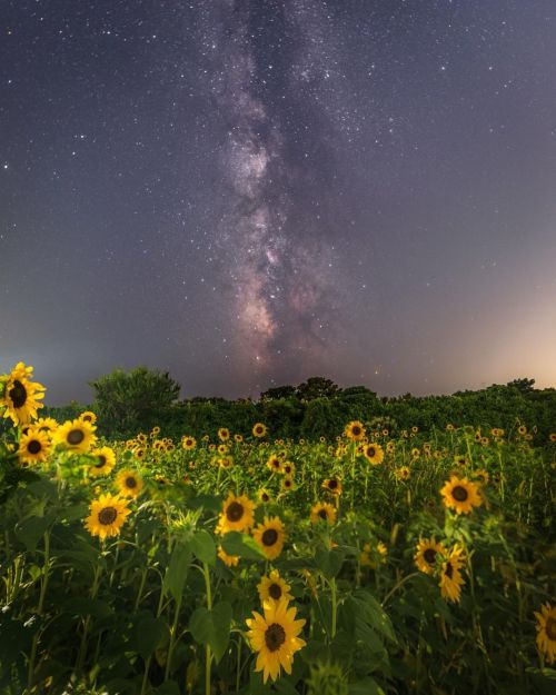 Sunflowers And Milky Way.