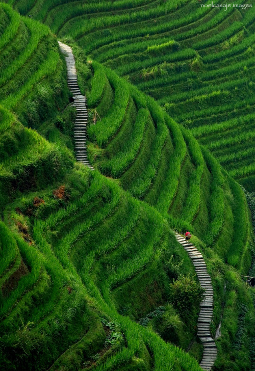 matsvri: Stairway to Heaven, Longsheng China ✕ noel casaje