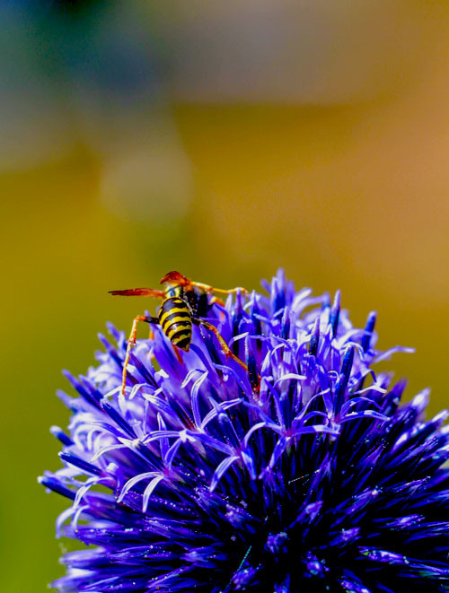 magicalnaturetour:  Bee (by Suz-anne) 