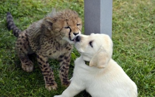 daddy-mcschlongleg: weavemama: weavemama: THIS IS TOO PURE  also it’s true how baby cheetahs are co