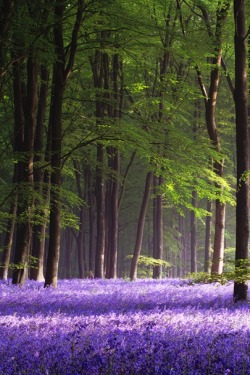 0rient-express:  Beech Cathedral | by Barry