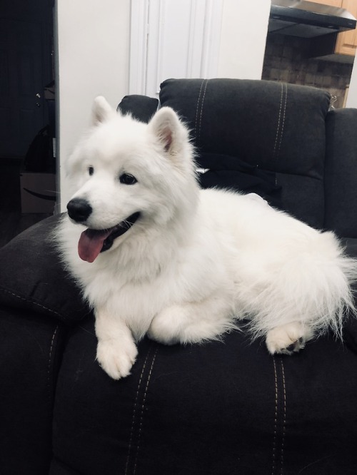 neothesamoyed:My beautiful puppo HEY! Btw, I have a blog all about my dog. Feel free to follow ❤