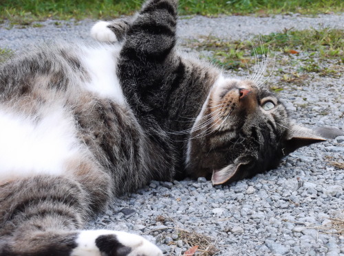 Beckett being magnificent in the driveway(submitted by luciafarul)