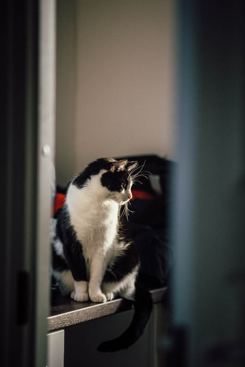 unskithecat:Hello old fellows! I’ve been lately more active on instagram / @unskithecat but hey, let