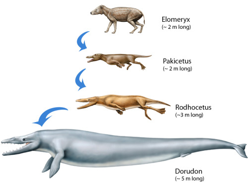 scienceisbeauty:  Elomeryx, top, was a land animal related to modern-day goats, pigs and hippos. Pak