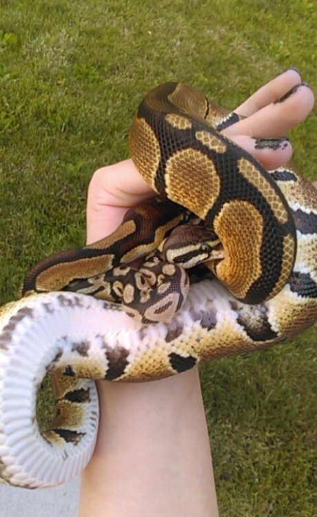 gayxnoodles:I brought these too nerds outside today and when we went in noodles decided to cuddle in