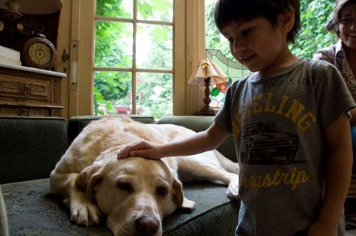 timhulsizer:Fidel, the famous golden labrador of Bruges.  From the photo albums of every tourist who