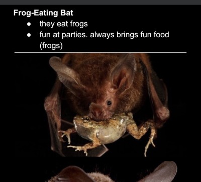 cryptcatz:found an old google doc i made of my favorite bat species. you should suggest