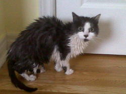 fuckyeahfelines:  My poor cat after I bathed her, hopefully she’ll do a better job of cleaning herself now. 