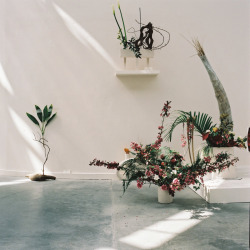 nyctaeus:  Ikebana - Camille Henrot