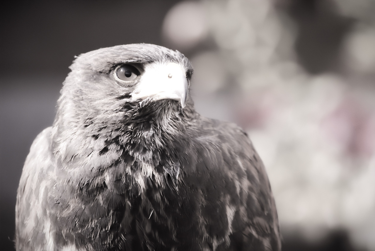 solohawk:  Solo, B&amp;W 1 Some of my favourite photos I took of Solie, that