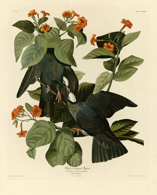 sciencenetlinks:   TODAY IN SCIENCE: John Audubon Is Born John James Audubon was born on this day in