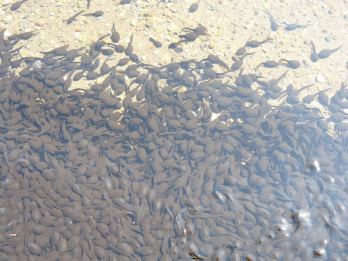 tropius: frogofficial:   toadschooled:  A ridiculous amount of Japanese toad tadpoles [Bufo japonicus] in Miyazaki Prefecture, Japan. Wish I could have some… [x]  All the tiny frogs sons.   the fuckin bufos hanging out in the bufo corner 