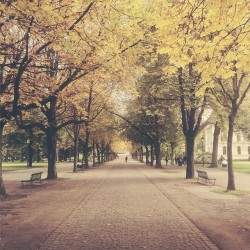 byrnes:  #Autumn has come to #Geneva | #park