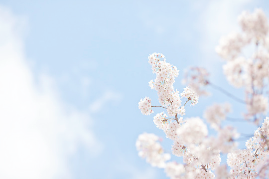 ryeou:  sakura (by linton!!)