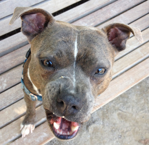 Dog Face of the Day: Snarky Dog! This is Fern at the Washington Square Park Dog Run.