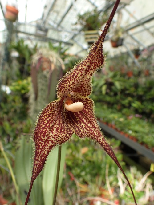 orchid-a-day: Dracula chimaera Syn.: Masdevallia