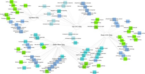 cytoscape viral