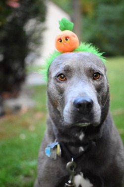 handsome dogs for you in these trying times