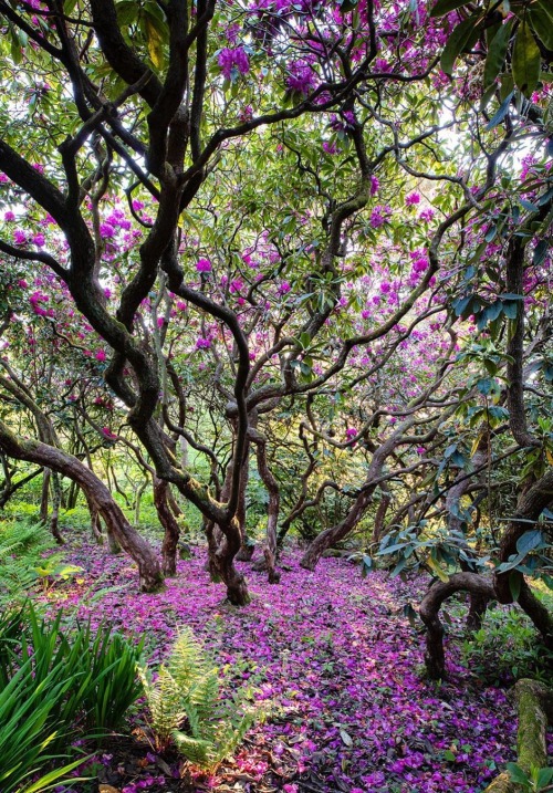 maureen2musings: The confetti of rhododendron petals clairetakacs 