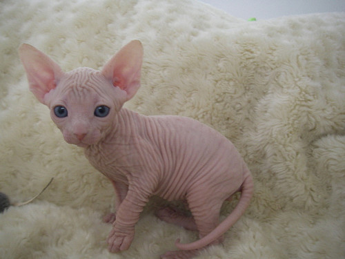 aashketchumm:  I want one so bad :( !!