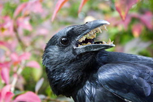 shitpostsampler:  tflatte:  crow–teeth:  crow–teeth:   normal bird   I was born