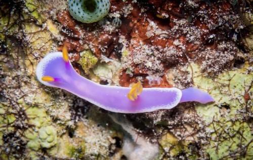 Nudibranch by Red EYE Photos