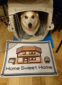 omelettethecorgi:  “Welcome to my house.”