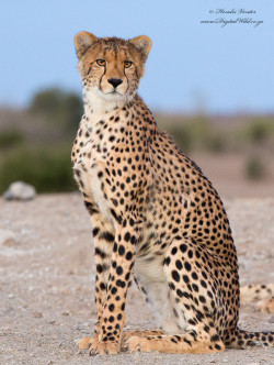 llbwwb:  Cheetah Portrait by Hendri Venter