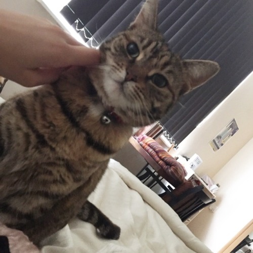 memoirs-of-a-future-lawyer:Happy international cat day!